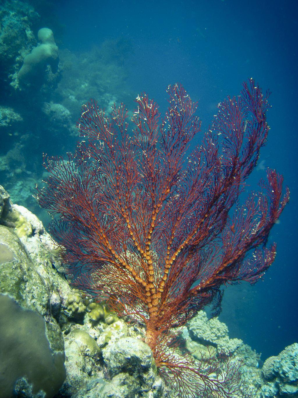 美麗的珊瑚 請盡量少買啊 少買少破壞