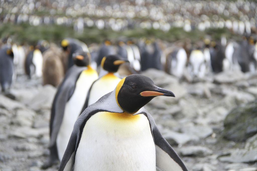 企鵝的拍攝距離常常是幾公尺內