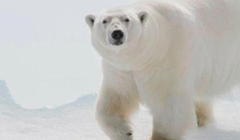 到極地拍北極熊 你需要這樣的裝備