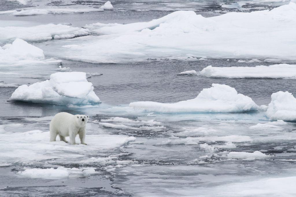 北極熊的拍攝距離常常是以公里計