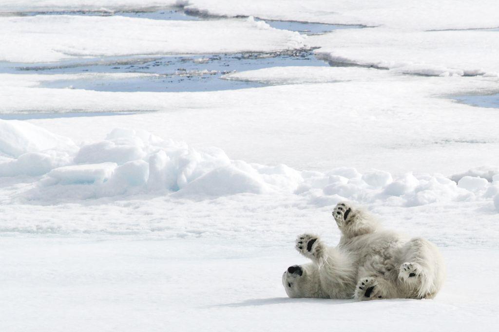 遠處抓癢的北極熊