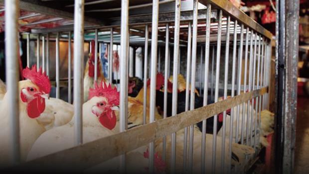H7N9侵台，農委會提出禁止傳統市場宰殺活禽，政策幾度大轉彎