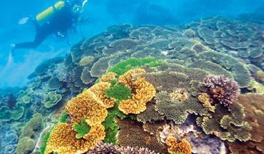 不過10年，澎湖內灣珊瑚覆蓋率從8成降至1成，本來望不盡的珊瑚海景象，如今只能在東吉嶼追尋。