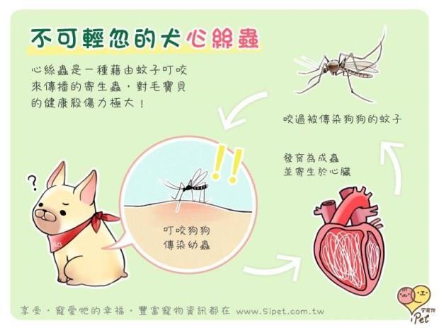 當心 一隻蚊子就能殺了你的毛寶貝 Ipet愛寵物 商周