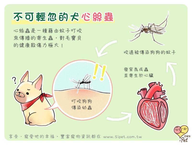 當心！一隻蚊子就能殺了你的毛寶貝