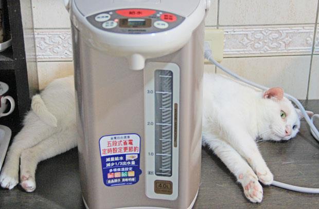 如果少開冷氣可以停蓋核電廠 那貓絕對是最佳代言人 貓眼看世界 商周