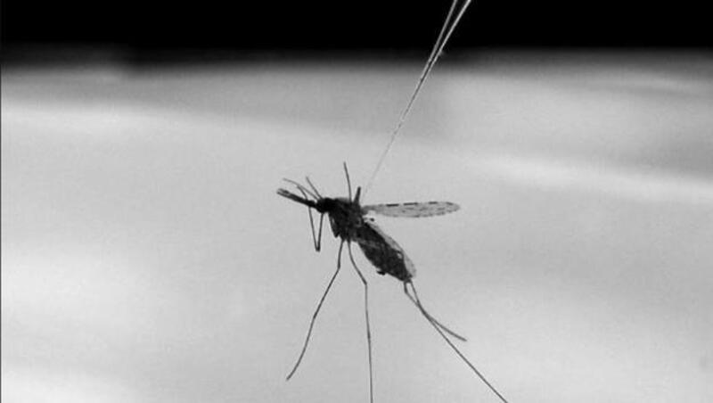 為什麼「消滅蚊子」是刻不容緩的全球議題