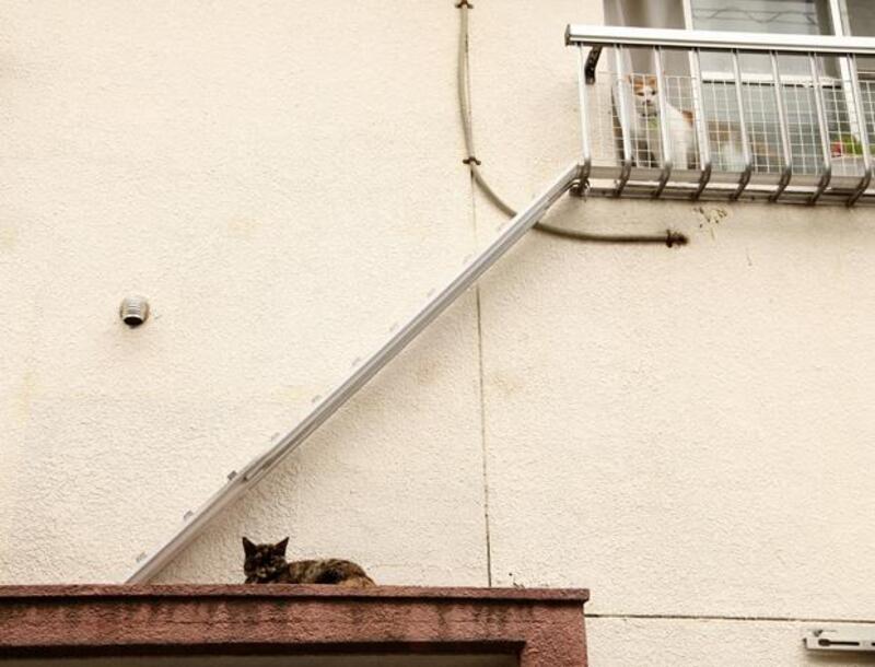 城市進步指標：你家社區有貓樓梯嗎？