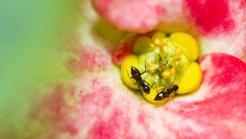 最努力阻止地球暖化的生物竟然是：螞蟻！
