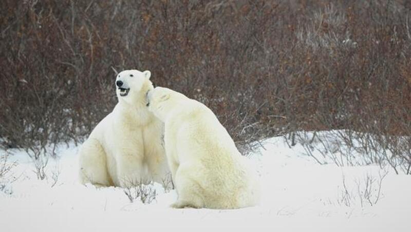 北極熊不會沒家了》2014年夏天北極冰蓋不但沒消失，覆蓋面積還成長！