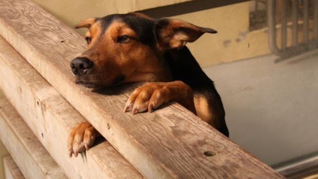別輕忽！狗狗瘋狂「挫賽」的原因，除了食物中毒還可能是..－iPet愛 