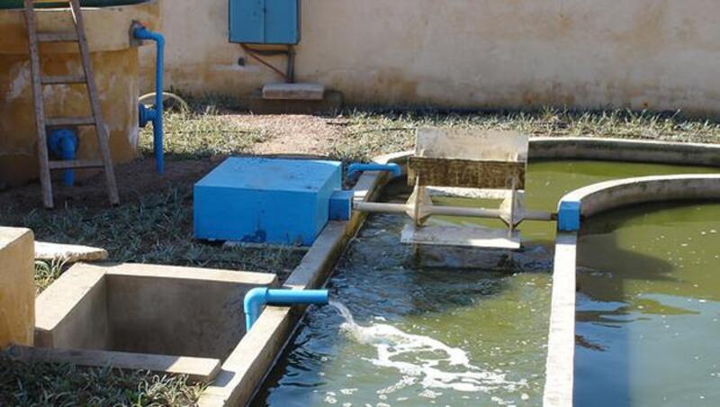 全球首次》豬糞尿廢水可以發電，還能回收磷