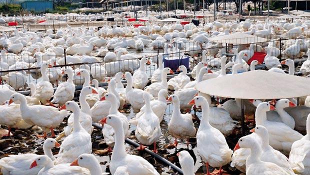 台灣於2週內在7縣市檢驗出現4種本土及外來禽流感病毒，100萬隻以上的雞鴨鵝恐遭撲殺，養殖業者損失慘重。