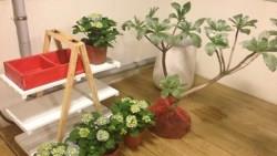 想在屋頂種花草？這件事不注意，小心它成為你家漏水的凶手！