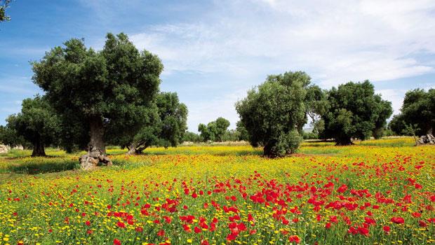 位於義大利「靴跟」—普利亞大區南部的奧斯圖尼鎮，長滿了節瘤的橄欖樹巍峨高聳，下方花叢則是一片豔紅與金黃相間。