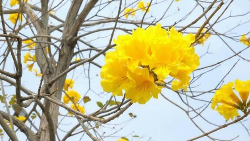 「黃色花海」好夯！為什麼中南部都在瘋黃花風鈴木？