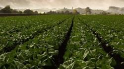 打工旅遊跟買股何干？他去美國農場走一遭，竟也找到這檔強大龍頭股