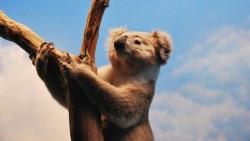 手中的澳幣套牢怎麼辦？澳幣未來走勢分析和「解套方法」