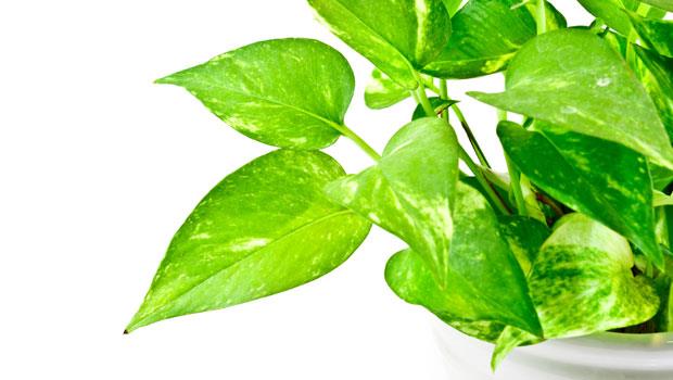 常春藤除二手菸、黃金葛吸甲醛...放對6種植物，淨化室內髒空氣！