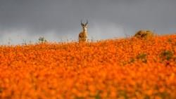台灣炒房的下場？一個非洲真實場景給了答案：飢荒時，餓得發昏的羚羊會集體奔落懸崖溺斃...