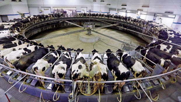 良橡農場是全美最大的奶牛養殖場之一，近來觀光門票也成重要收入。