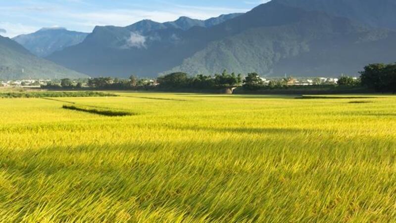 碰上天災，農民多痛苦你知道嗎？反對「天貓收購台灣米」的人，你為台灣米貢獻了什麼？