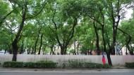 別再盲目「綠化城市」了？英伯明罕大學教授：「種樹」可能讓都市空氣品質惡化