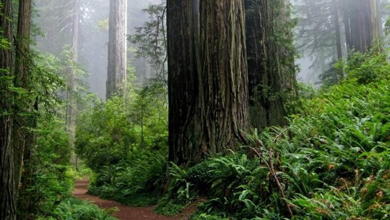 能預警火災或洪水！美國出現20處「智慧森林」，用物聯網保護樹木們
