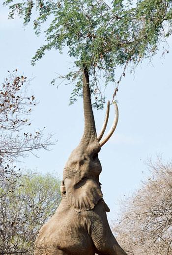 波斯威用後腿站立去取食白相思樹的果莢；據知，馬納潭只有六頭大象學會這一招。