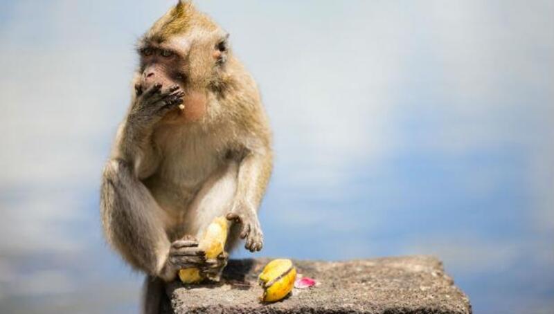 被應徵者嗆「用香蕉，只聘得到猴子」！最傻眼的面試經驗：新鮮人，不是我不給你機會