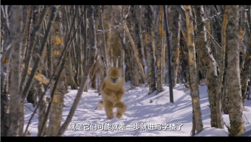 中國第一部動物劇情片！》｢地球上最好的五個攝影師」花了三年，終於拍到在雪地跟人一樣走路的金絲猴...