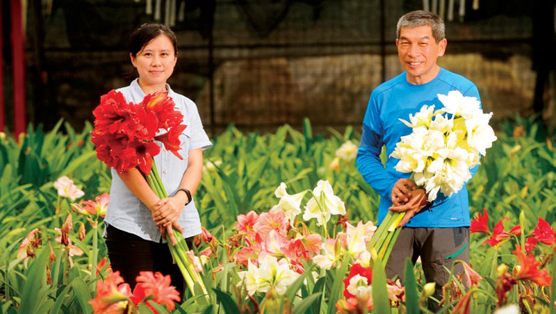 楊雅茵( 左) 回憶父親為孤挺花育種花了20 年時間，才找到量產竅門。楊德麟（右）說：「看準目標，不停學習」是其最大體悟。