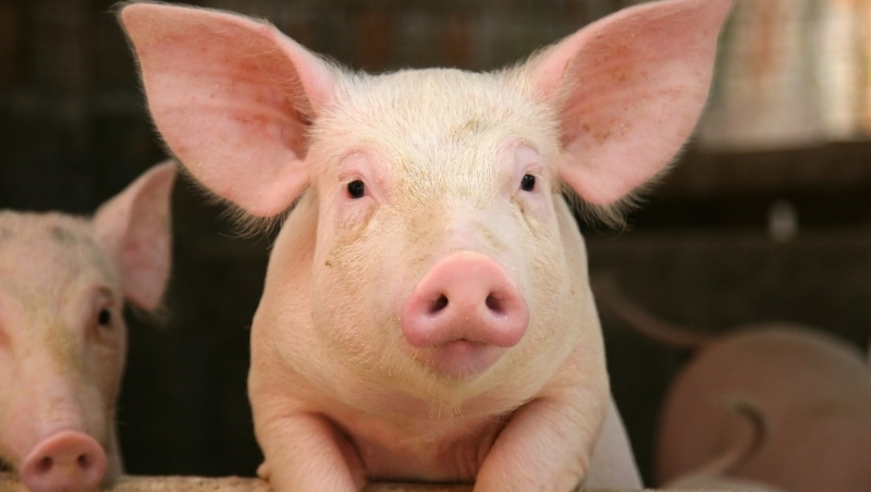 「豬器官」最快2年可移植到人體！科學家突破排斥反應，移植豬心、豬肺的動物都健康活了1年以上