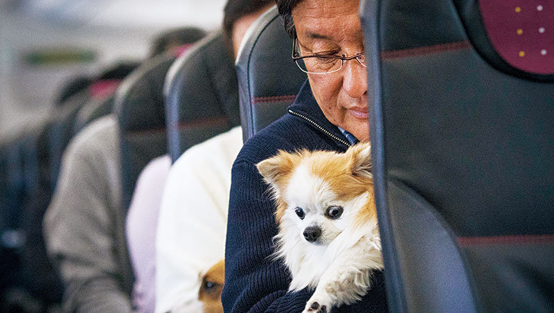 寵物商機大！今年初，日本首架寵物包機「汪汪」啟航，超過30組主人帶毛小孩搭機同遊鹿兒島，全程還有獸醫陪同。