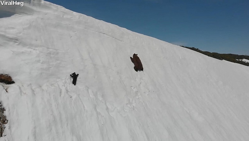 網路瘋傳的「小熊爬雪山」影片，背後真相告訴你：無人機便利帶來的隱憂