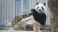 年花近1億日圓「租」貓熊...日本兩個動物園的「貓熊差別待遇」現象，給台灣的省思