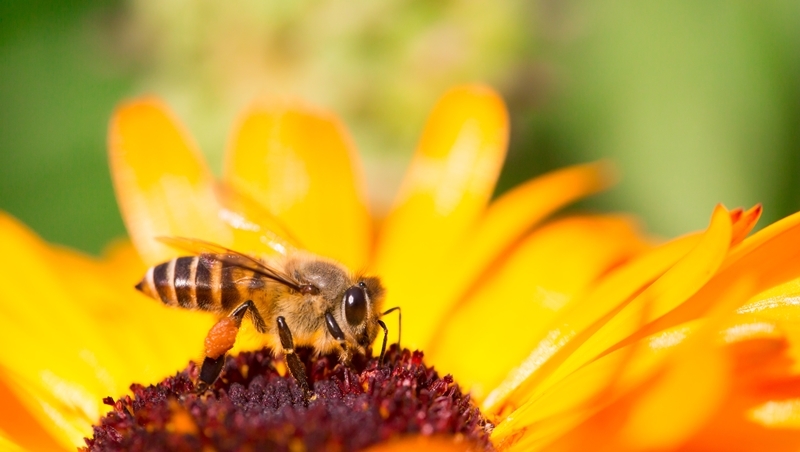 你聽過「蜜蜂授粉業」嗎？他不只開班教養蜂，未來還要推「專業服務」助瓜農授粉