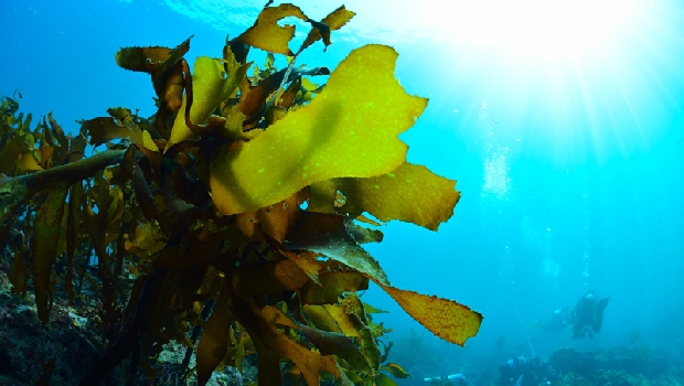 全球暖化商機》海藻能吸收海洋二氧化碳，成美國新興產業