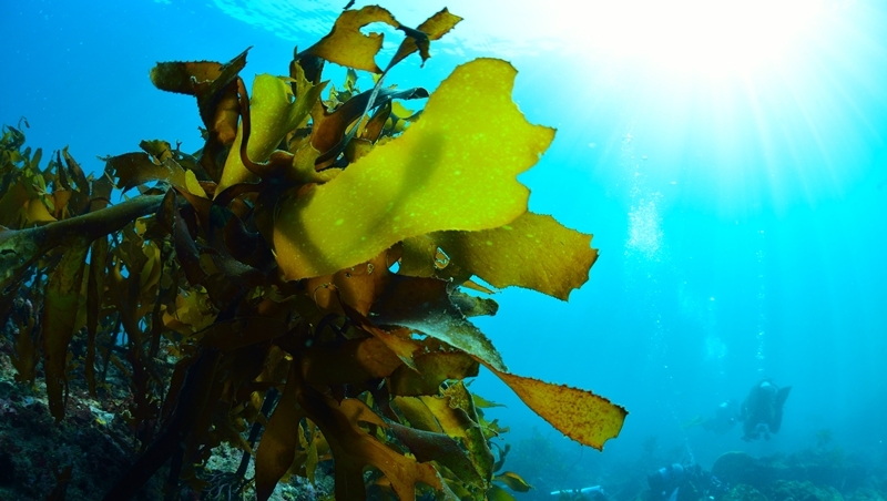 全球暖化商機》海藻能吸收海洋二氧化碳，成美國新興產業