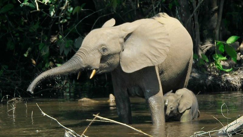 保住大象的碳儲存價值高過1兆 研究：大象消失將使樹木生物量降7%