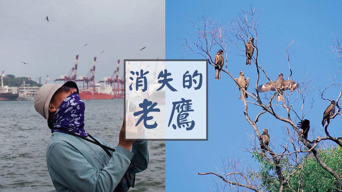 從《消失的老鷹》看台灣的生態未來