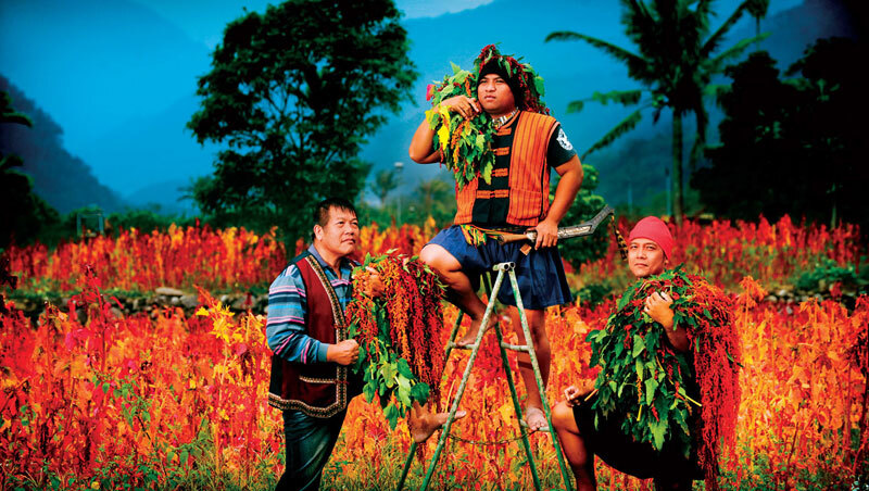 原本打零工為生...一粒紅藜，讓這個31歲排灣族青年，年收入400萬